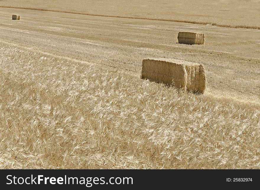 Cereal field during harvesting of the crop. Cereal field during harvesting of the crop