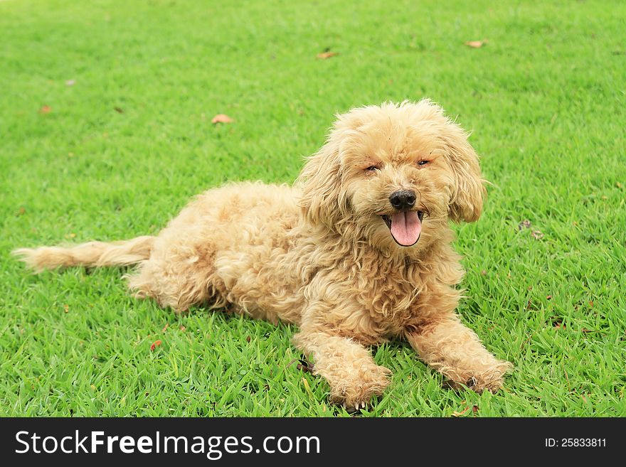 Homeless dog on green grass in the park