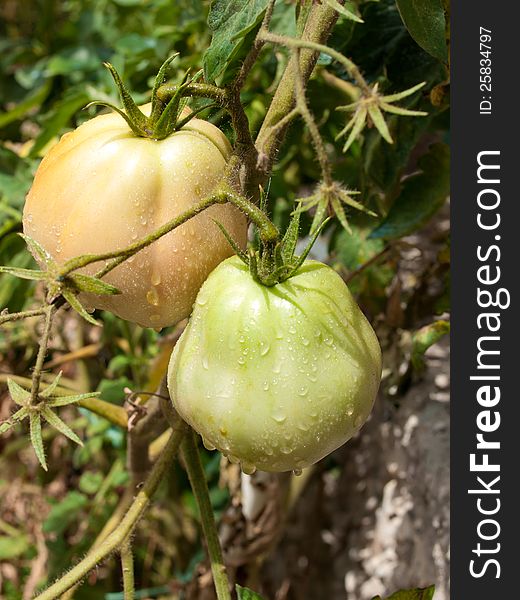 Green unripe tomatoes in bio garden