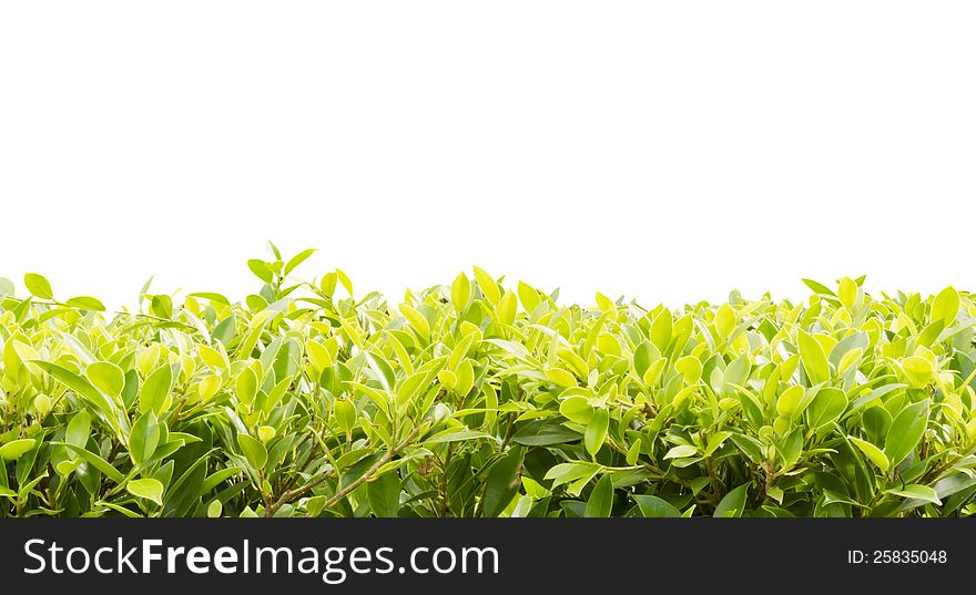 Green leaves on white background,isolated. Green leaves on white background,isolated