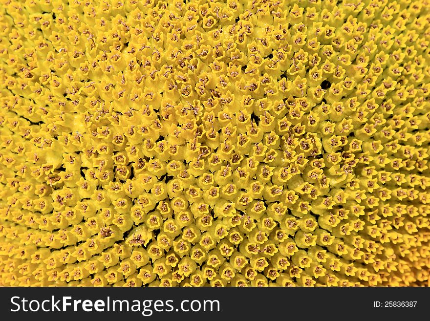 Sunflower сlose-up for an abstract background