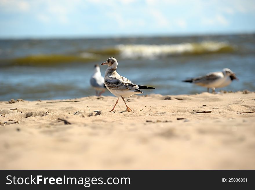 Seagulls on the sand on the shore