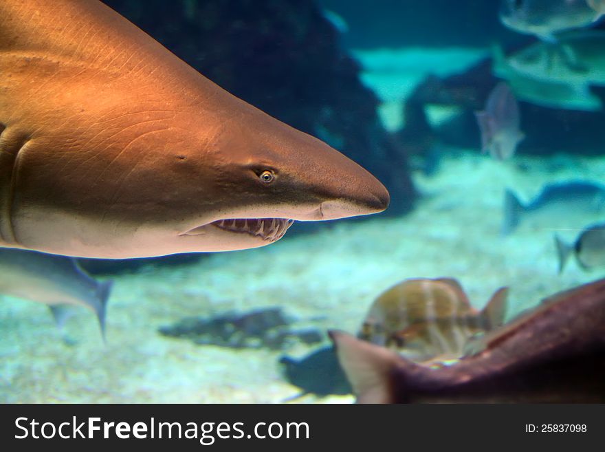 Sand tiger shark swimming near peaceful fishes. Sand tiger shark swimming near peaceful fishes