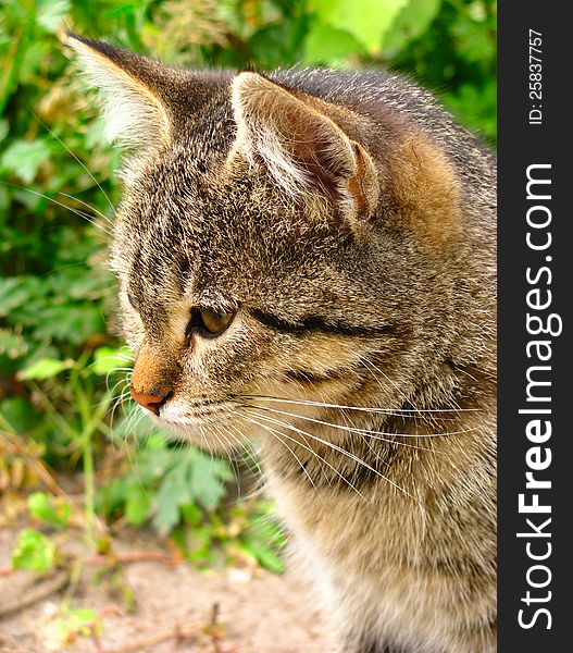 Cat close up against a green grass. Cat close up against a green grass