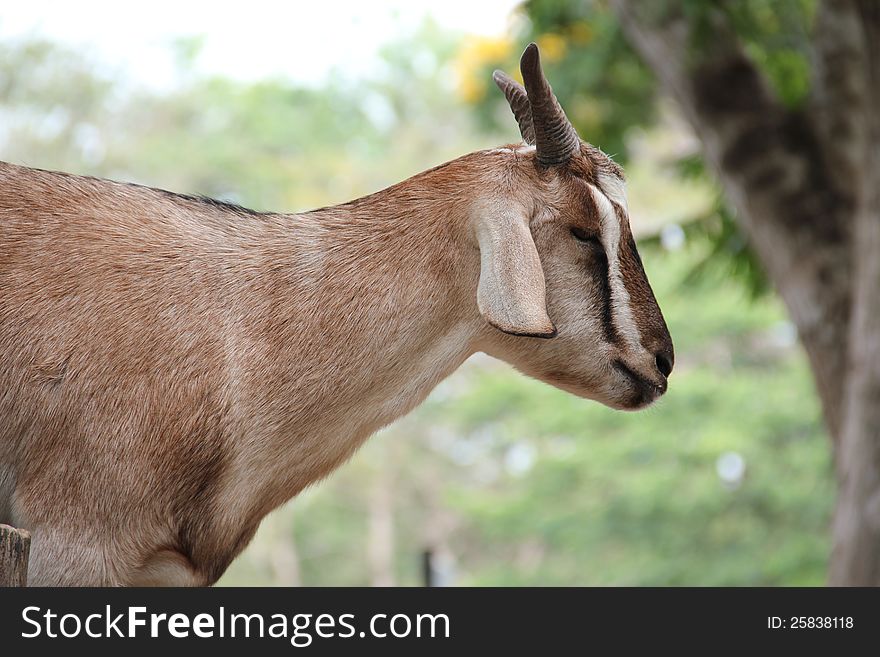 Domestic Goat [Capra aegagrus hircus] on natural background.