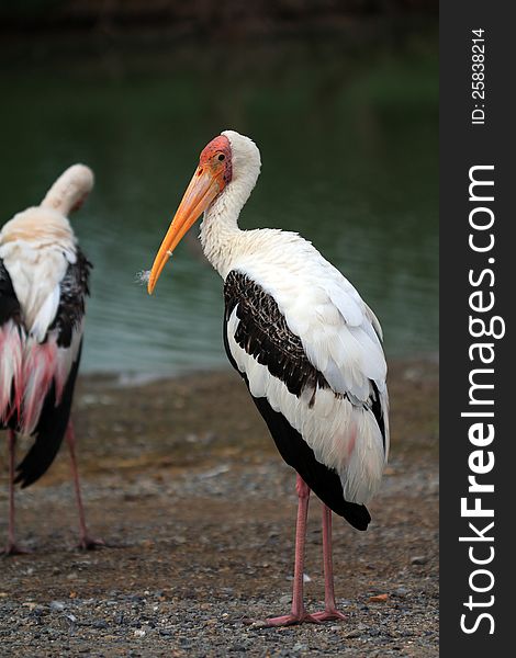 Great White Pelican (Pelecanus onocrotalus) standing on coarse sand floor. Great White Pelican (Pelecanus onocrotalus) standing on coarse sand floor.