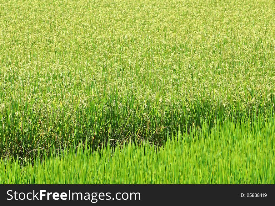 Rice farm [Paddy] in the morning at countryside in Thailand.