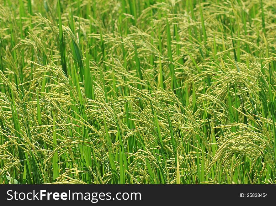 Rice Farm [Paddy]