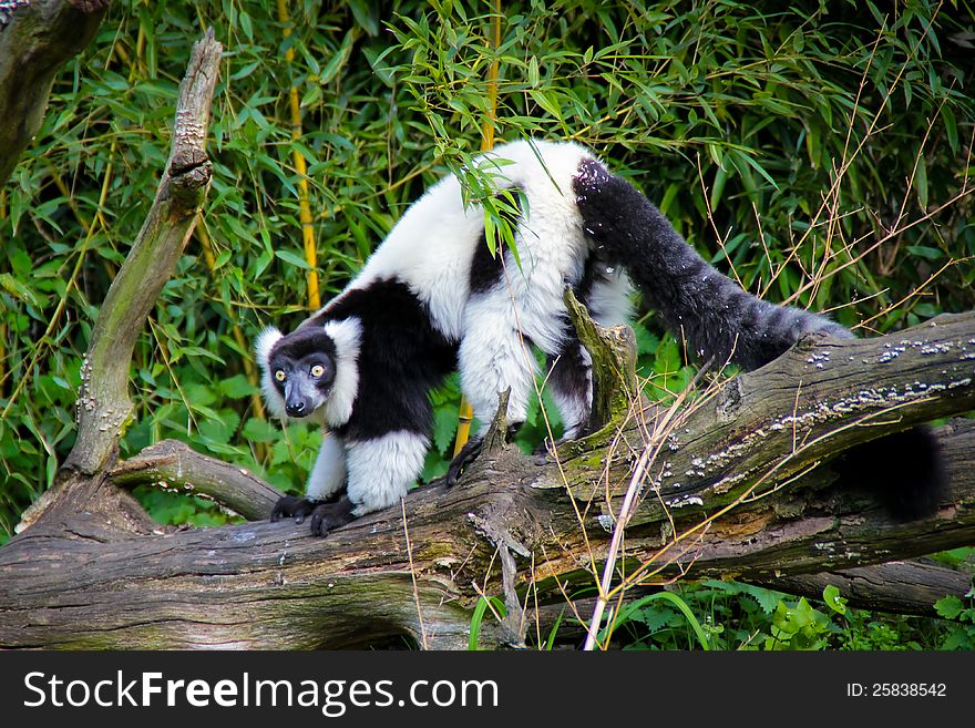 Black and white ruffed lemur in zoo