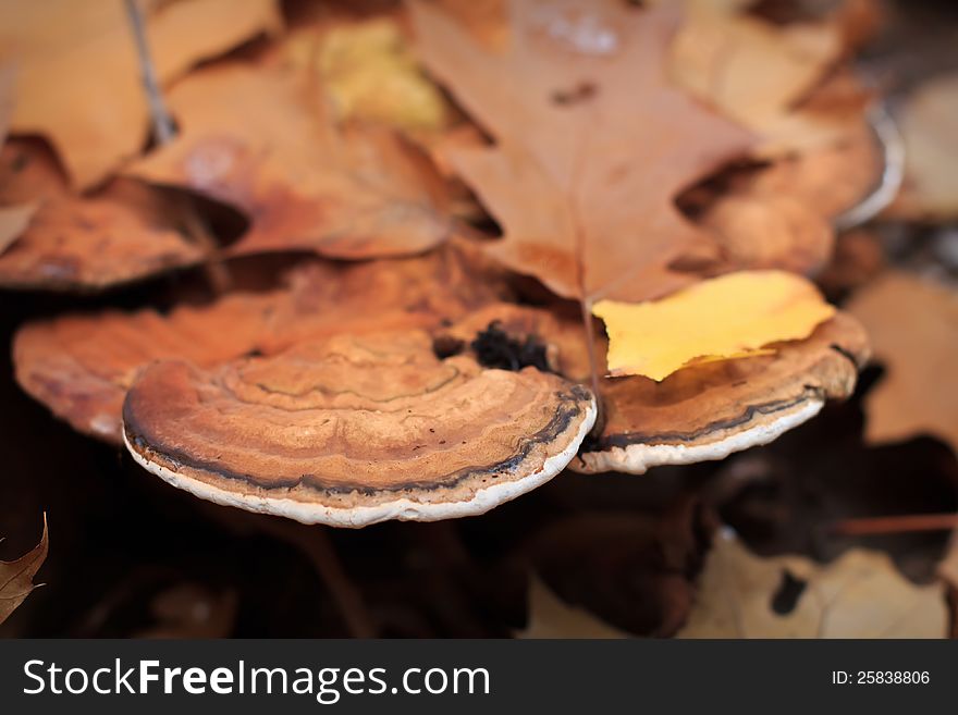 Fomes fomentarius, Wood Fungus on Wood