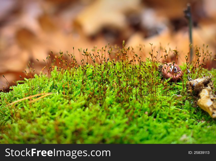 Macro of moss in the forest