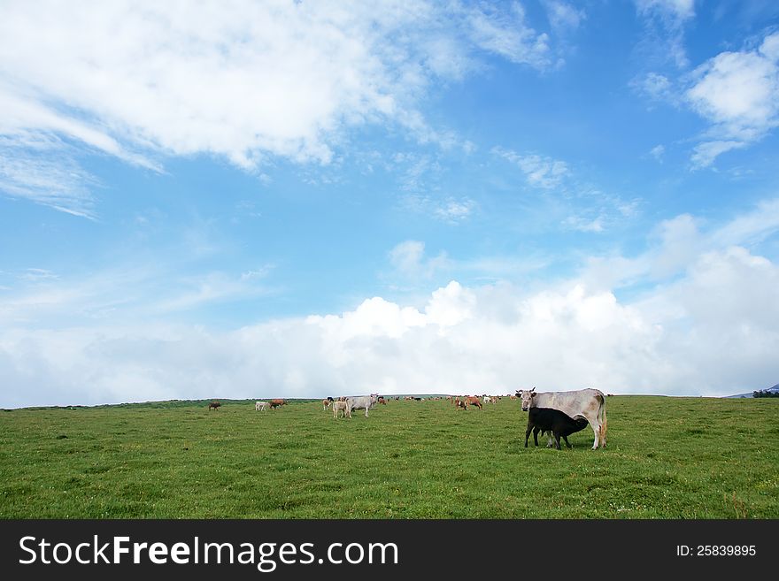Cattle and calf on grassplot. Cattle and calf on grassplot