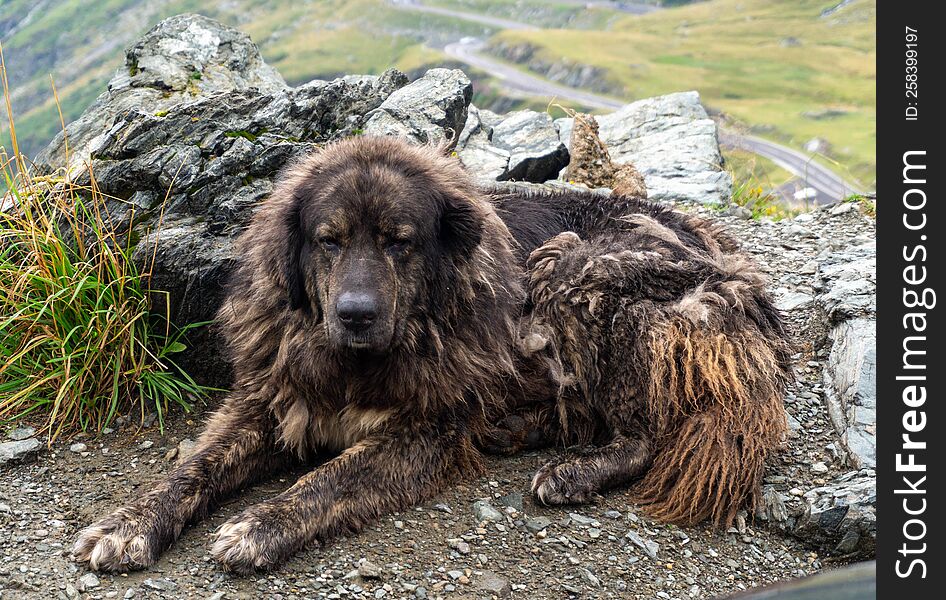 Old Mountain Dog In Carpathians, Romania