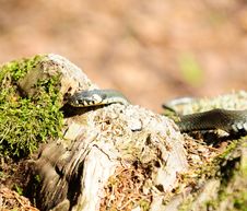 Water Snake &x28;Natrix&x29; Crawling On Wood Log Royalty Free Stock Photography Water Snake &x28;Natrix&x29; Crawling On Wood Log Royalty Free Stock Photography