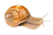 Roman &x28;Edible&x29; Snail Stock Photo Roman &x28;Edible&x29; Snail Stock Photo