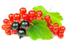 Red And Black Currants With Green Leaves Royalty Free Stock Photo Red And Black Currants With Green Leaves Royalty Free Stock Photo