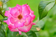 Beautiful Pink Rose Royalty Free Stock Images Beautiful Pink Rose Royalty Free Stock Images