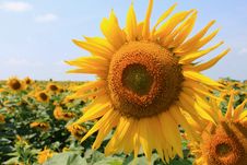 Beautiful Sunflower Closeup Stock Photography Beautiful Sunflower Closeup Stock Photography
