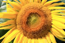 Beautiful Sunflower Closeup Royalty Free Stock Images Beautiful Sunflower Closeup Royalty Free Stock Images