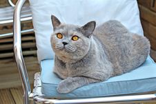Cat Relaxing On Chair Royalty Free Stock Images