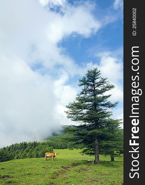 A cattle in forest of Luya Mountain, Shanxi, China. A cattle in forest of Luya Mountain, Shanxi, China