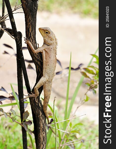 Brown lizards are tropical animals. Brown lizards are tropical animals.