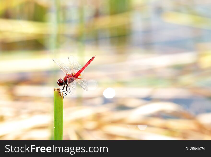 Red Dragonfly in the leaves along the lake.