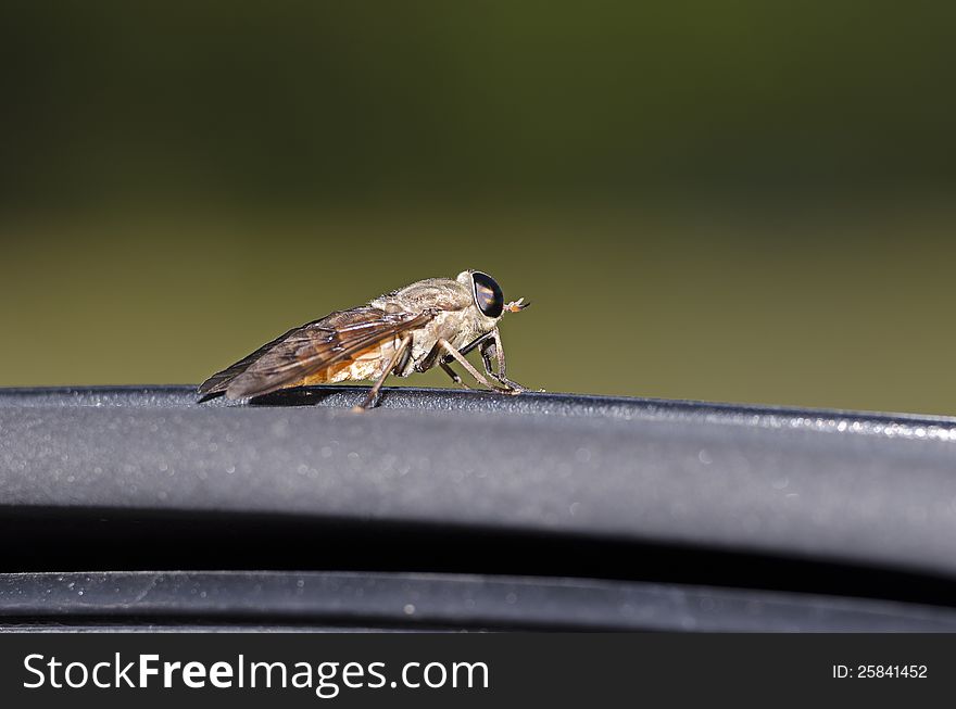 Side shot of a horsefly. Side shot of a horsefly