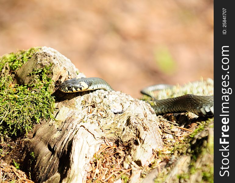 Water Snake &x28;Natrix&x29; Crawling on Wood Log