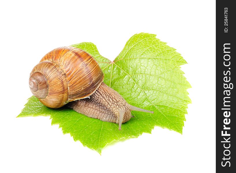 A Roman (edible) snail out of the shell on a green grape leaf on white background. A Roman (edible) snail out of the shell on a green grape leaf on white background