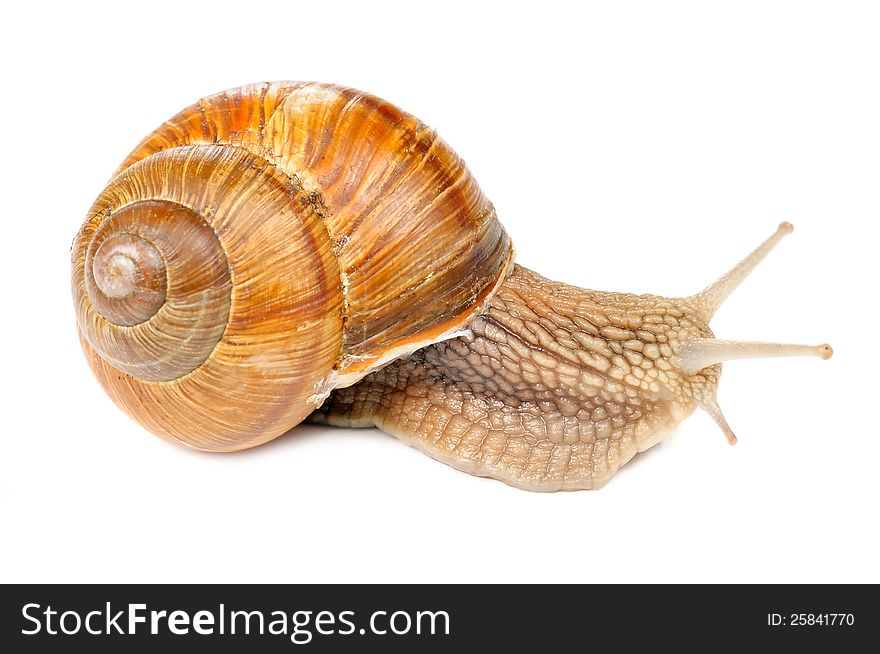 A Roman (edible) snail out of the shell on white background. A Roman (edible) snail out of the shell on white background
