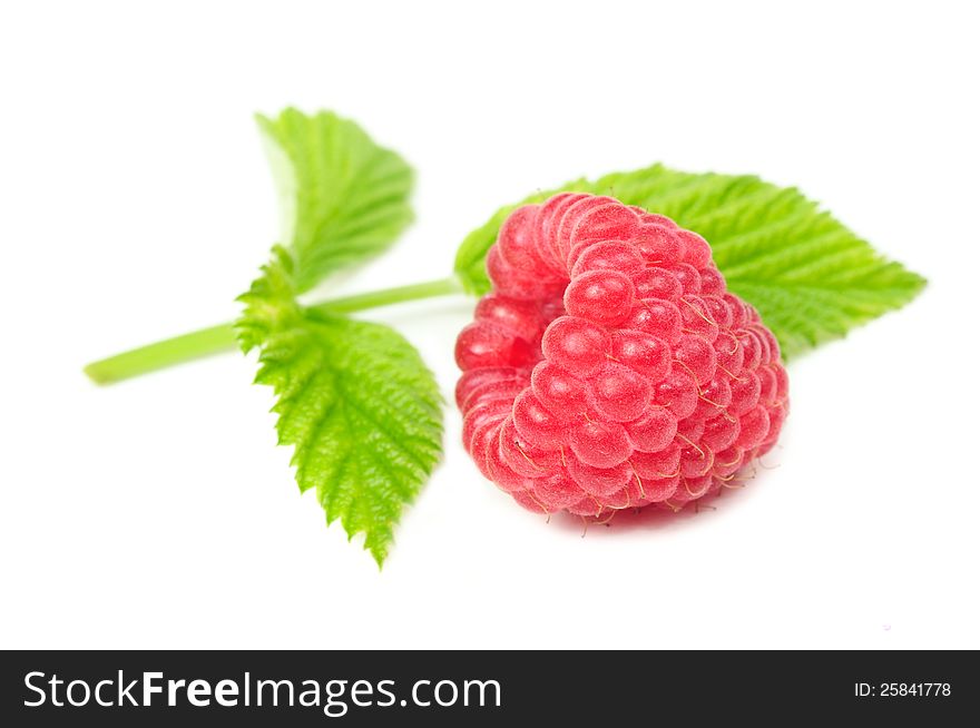 Red Raspberry With Green Leaf Close-Up