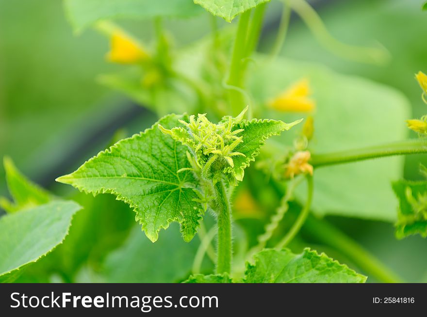 Buds on Green Cucumber Plant