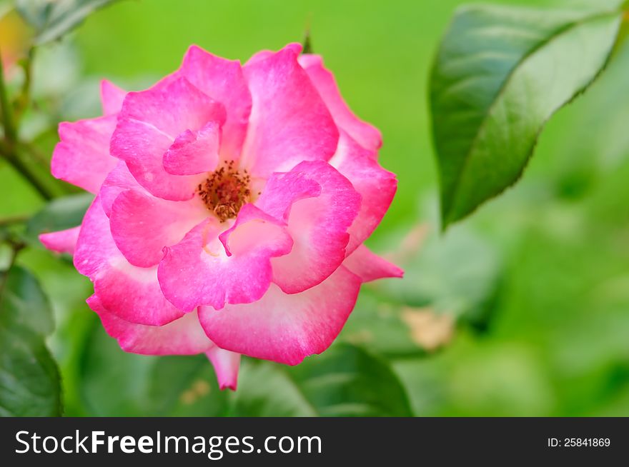 A beautiful pink rose growing on a flower bed