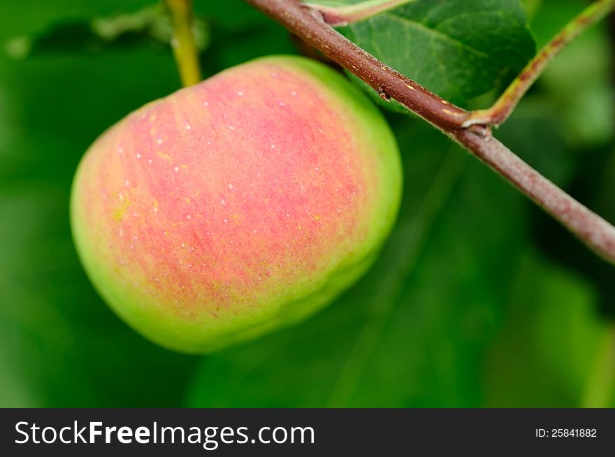 An apple growing on a tree branch. An apple growing on a tree branch