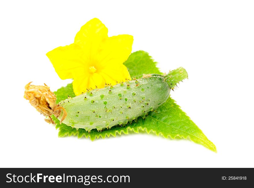Little Green Cucumber with Leaf and Flower