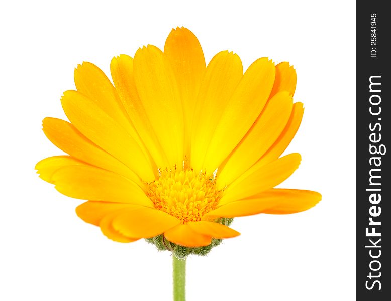 A bright orange calendula officinalis (pot marigold) flower on a white background. A bright orange calendula officinalis (pot marigold) flower on a white background