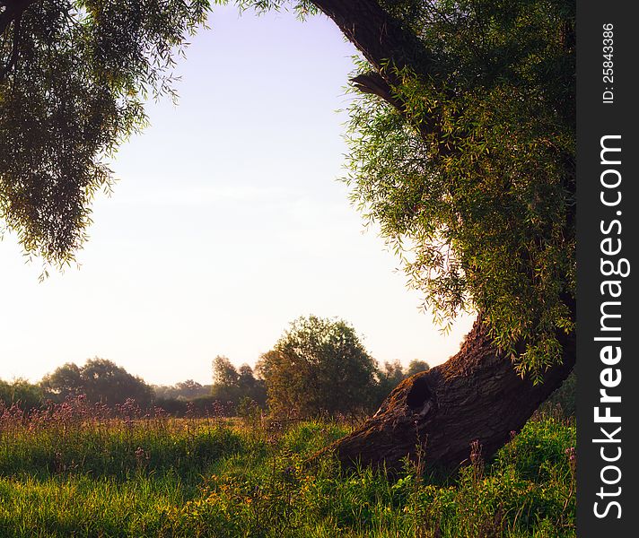 Good morning landscape with a tree and field of flowers. Good morning landscape with a tree and field of flowers