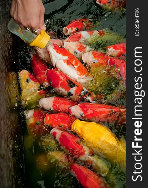 Feeding fish with nursing bottle at Huahin Floating Market, Thailand