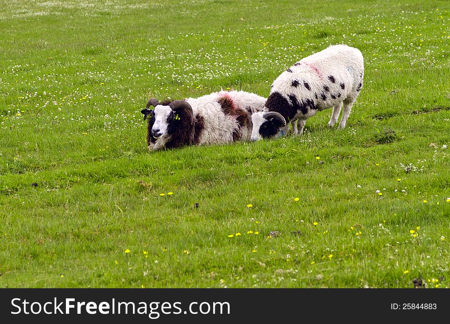 A couple of goats in a field grazing