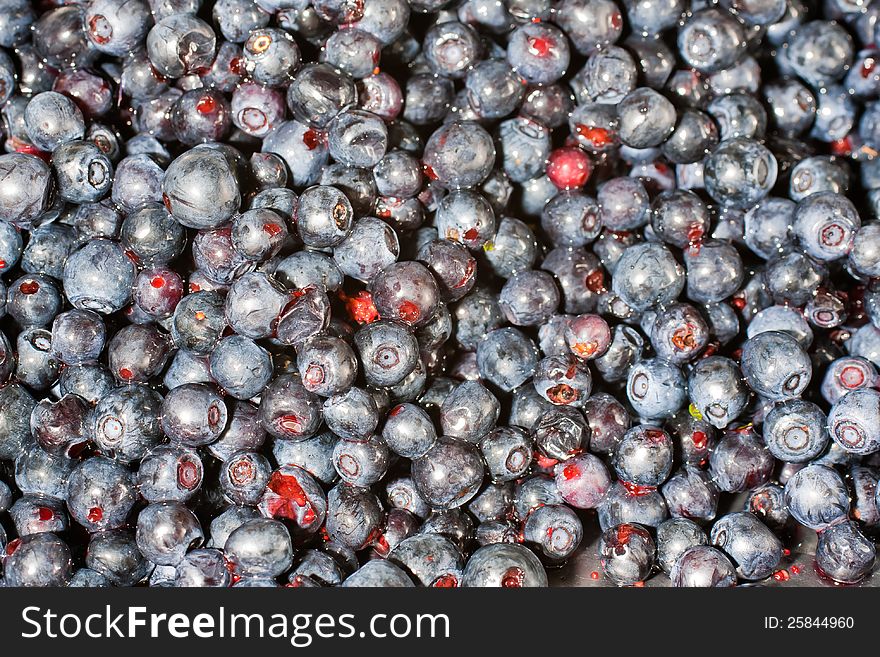 Shoot of alot of blueberries