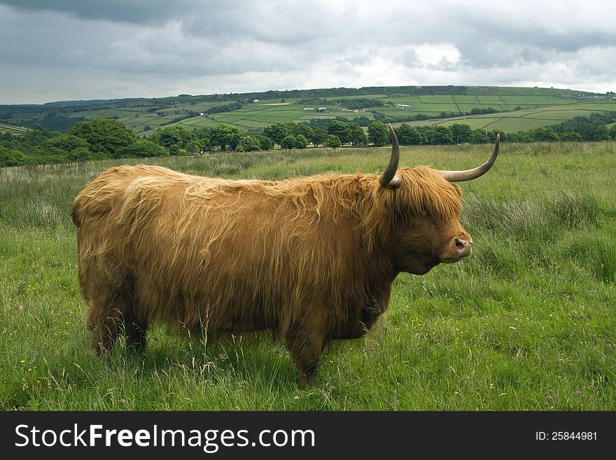 Highland Cattle In A Field