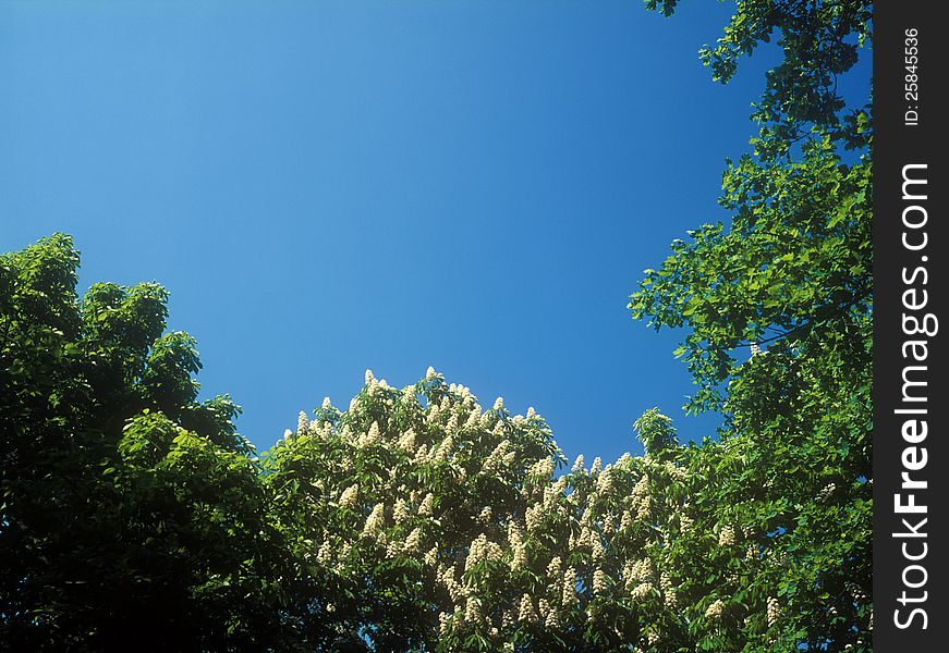 Chestnut blossoms against the clear blue sky. Chestnut blossoms against the clear blue sky.