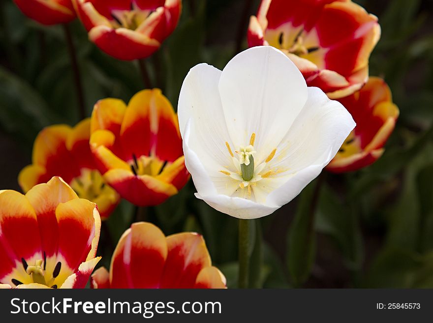 White tulip between red tulips