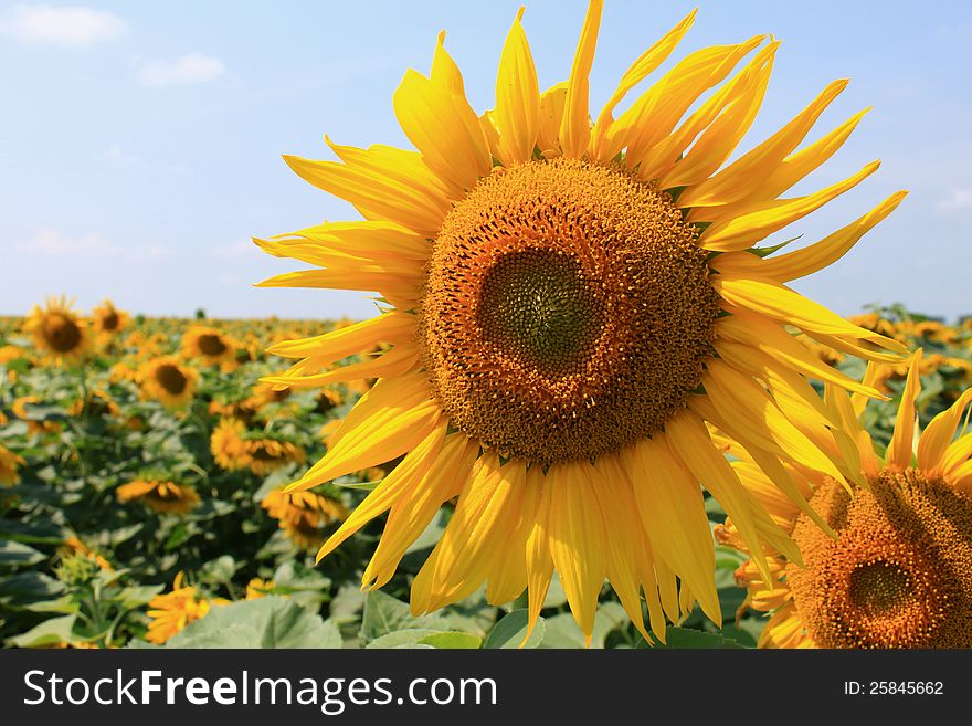 Beautiful sunflower closeup for a beautiful backdrop