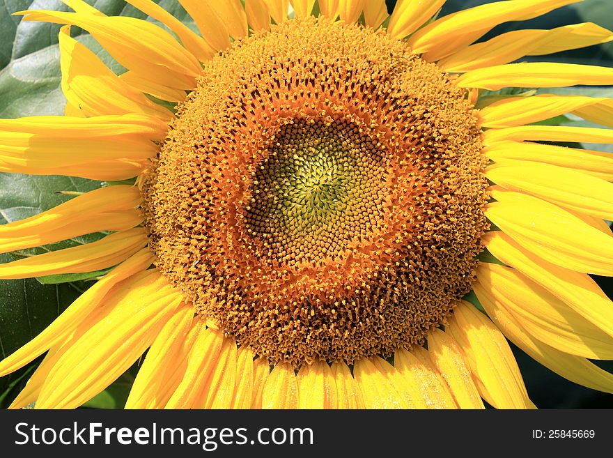 Beautiful sunflower closeup