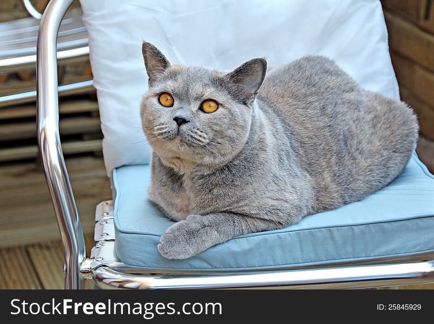 Photo of a beautiful pedigree british shorthair cat relaxing on her favourite garden chair. Photo of a beautiful pedigree british shorthair cat relaxing on her favourite garden chair.