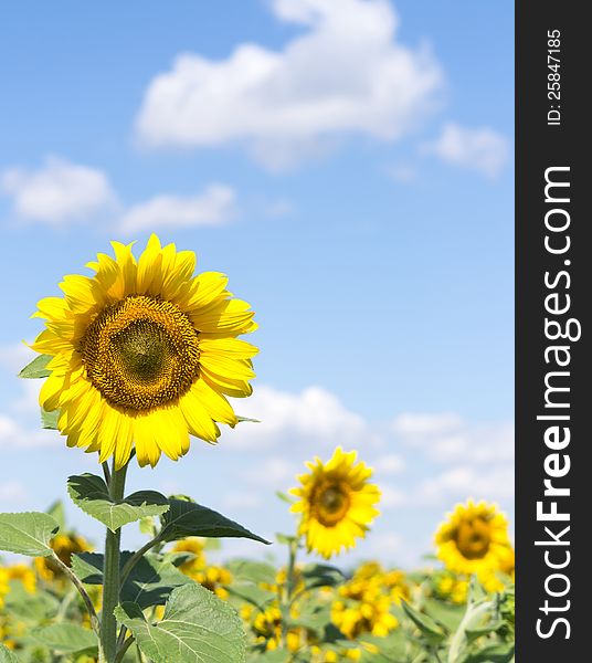 Closeup beautiful sunflowers against sky. Selective focus. Closeup beautiful sunflowers against sky. Selective focus