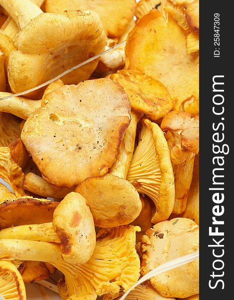 Background of Fresh Raw Chanterelles close up. Background of Fresh Raw Chanterelles close up