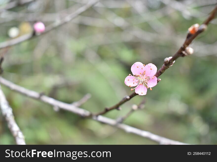 Cute little pink flower surrounded by branches